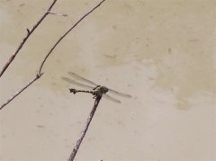 100_0229.jpg